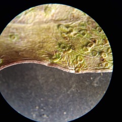 Epichrysocharis burwelli