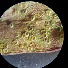 Epichrysocharis burwelli