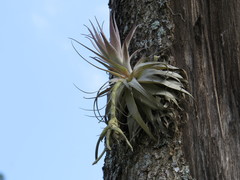 Tillandsia gardneri