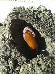 Agrius convolvuli