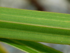 Carex lessoniana