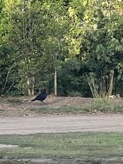 Corvus orru