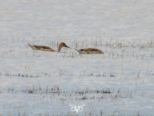 Canard pilet, femelle