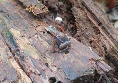 Stephen's Rocket Frog, Anomaloglossus stepheni
