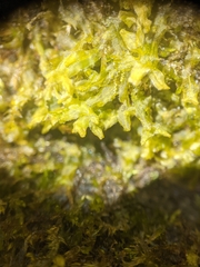 Metzgeria crassipilis