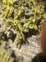 Metzgeria crassipilis