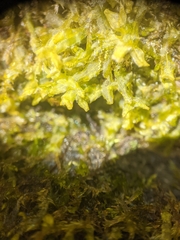 Metzgeria crassipilis