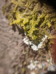 Metzgeria crassipilis