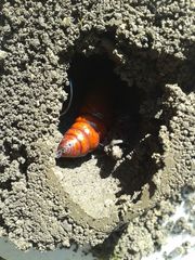 Agrius convolvuli
