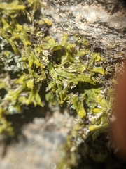 Metzgeria crassipilis