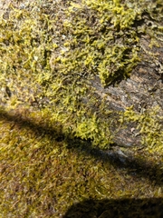 Metzgeria crassipilis