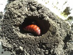 Agrius convolvuli