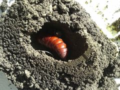 Agrius convolvuli