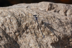 Austroargiolestes icteromelas