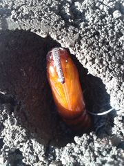 Agrius convolvuli