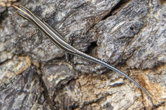 Cryptoblepharus leschenault