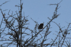 Auriparus flaviceps