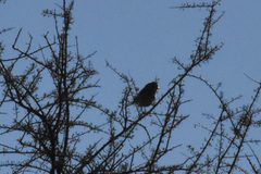 Auriparus flaviceps