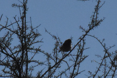 Auriparus flaviceps