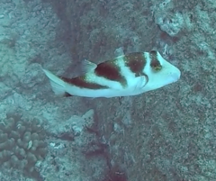 Canthigaster coronata