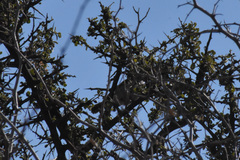 Auriparus flaviceps