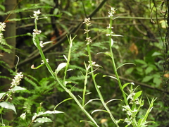 Baccharis phyteumoides
