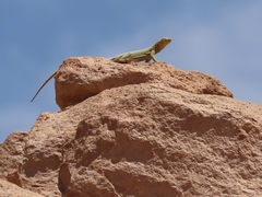 Microlophus theresioides