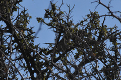 Auriparus flaviceps