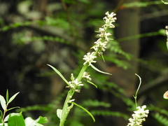 Baccharis phyteumoides