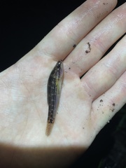 Gobiomorphus australis