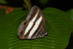 Pareuptychia hesionides