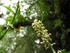 Baccharis phyteumoides