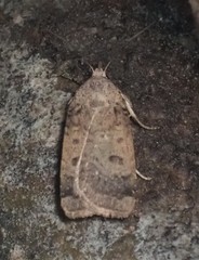 Abagrotis cupida