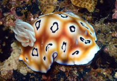 Goniobranchus leopardus