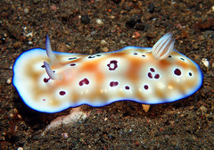 Goniobranchus leopardus