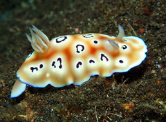 Goniobranchus leopardus