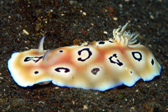 Goniobranchus leopardus