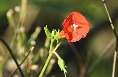 Ipomoea indivisa