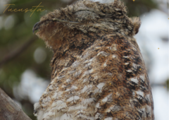 Nyctibius griseus