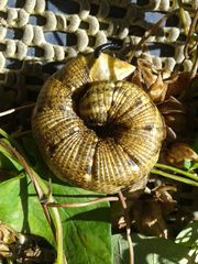 Agrius convolvuli