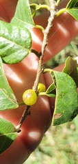 Bridelia leichhardtii