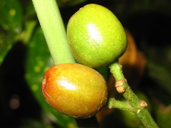 Aucuba japonica