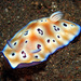 Leopard Nudibranch - Photo (c) uwkwaj, some rights reserved (CC BY-NC), uploaded by uwkwaj