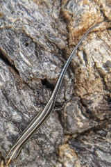 Cryptoblepharus leschenault
