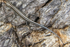 Cryptoblepharus leschenault