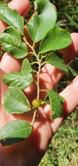 Bridelia leichhardtii