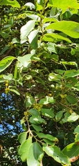 Bridelia leichhardtii