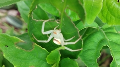 Misumenops callinurus