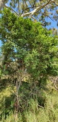 Bridelia leichhardtii