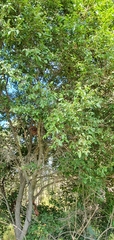 Bridelia leichhardtii